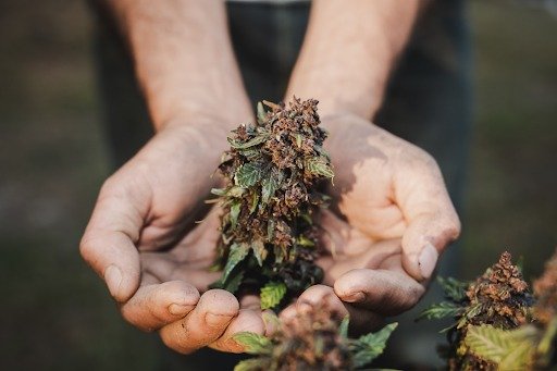 Hands Holding Freshly Harvested Buds